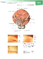 Sobotta  Atlas of Human Anatomy  Trunk, Viscera,Lower Limb Volume2 2006, page 198